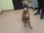 Adopt COPPER a Pit Bull Terrier