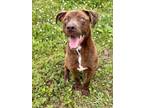 Adopt DAMIEN a Labrador Retriever, Mixed Breed