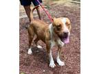 Adopt Marlboro a American Staffordshire Terrier