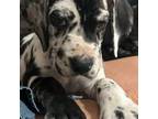 Great Dane Puppy for sale in Lutz, FL, USA