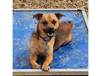 Adopt Godzilla a Mixed Breed