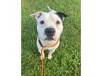 Adopt Troy a Pit Bull Terrier, Mixed Breed
