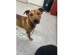 Adopt Story a Mixed Breed