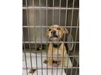 Adopt Sawyer a Terrier, Mixed Breed