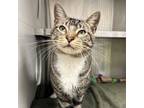 Adopt Milo a Domestic Short Hair