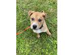 Adopt Pickle a Mixed Breed