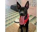 Adopt Ferb a Mixed Breed