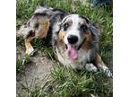 Adopt Hank a Australian Shepherd