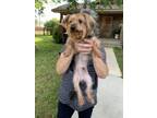 Adopt Tucker a Yorkshire Terrier, Mixed Breed