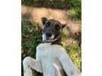 Adopt Ollie a Parson Russell Terrier, Mixed Breed