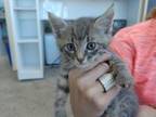 Adopt Ernie a Domestic Short Hair