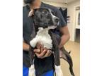 Adopt Jolli-Bee a Pit Bull Terrier, Mixed Breed