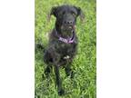 Adopt Gunther a Giant Schnauzer, Labrador Retriever