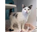 Adopt Bronc Buster a Domestic Short Hair
