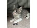 Adopt Tiny Diamond a Domestic Short Hair