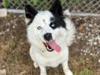 Adopt BEAU a Border Collie, Mixed Breed