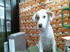 Adopt A1942047 a Labrador Retriever, Mixed Breed