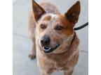 Adopt Henry a Cattle Dog