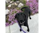 Adopt Howie a Mixed Breed, Black Labrador Retriever