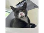 Adopt TomTom a Domestic Short Hair