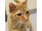 Adopt Myers a Domestic Short Hair