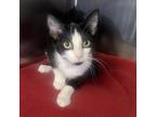 Adopt Sport a Domestic Short Hair