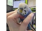 Adopt RIVER a Parakeet (Other)