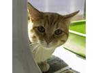 Adopt Bylur a Domestic Short Hair