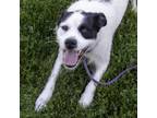Adopt Rascal a Parson Russell Terrier, Mixed Breed