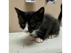 Adopt Ferris a Domestic Short Hair