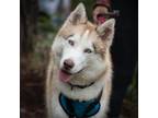 Adopt Eden (C000-085) - Claremont Location a Husky