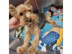 Adopt Remy a Yorkshire Terrier