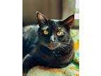 Adopt Felix - bonded with Tommy a Domestic Short Hair