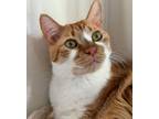 Adopt Tommy - bonded with Felix a Tabby, Domestic Short Hair