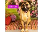 Adopt Mr Puff a Mixed Breed