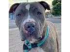 Adopt Rocko a Pit Bull Terrier