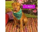 Adopt T Rex a Pit Bull Terrier
