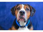Adopt Brewer a Beagle, Pit Bull Terrier