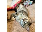 Adopt French Fry a Domestic Short Hair