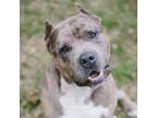 Adopt Mr. Cuddles (Courtesy Posting) a American Staffordshire Terrier