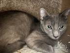 Adopt Melvin a Russian Blue