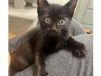 Adopt Ravioli a Domestic Short Hair