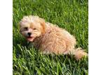Adopt Roswell a Lhasa Apso, Poodle