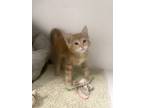 Adopt Johnny Tsunami a Domestic Short Hair