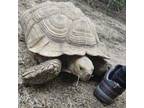 Adopt Herbie a Turtle