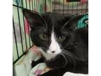 Adopt Sammy a Domestic Short Hair