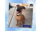 Adopt Benny a Mixed Breed
