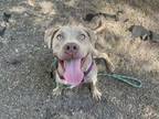 Adopt Fellow a Pit Bull Terrier