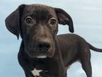 Adopt Floyd a Catahoula Leopard Dog, Mixed Breed