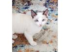 Adopt Minnow 4349 a Siamese